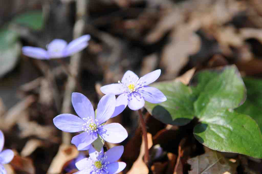 2010-04-04 Ostara im Germanengehöft Elsarn