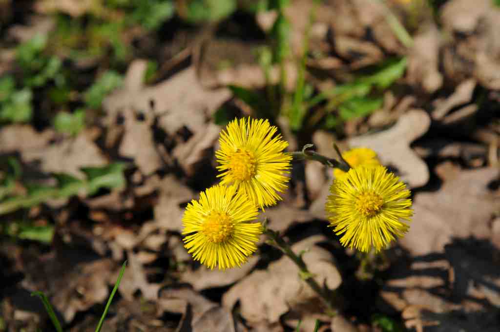 2010-04-04 Ostara im Germanengehöft Elsarn