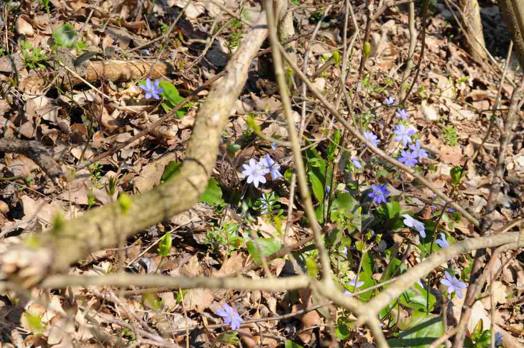2010-04-04 Ostara im Germanengehöft Elsarn