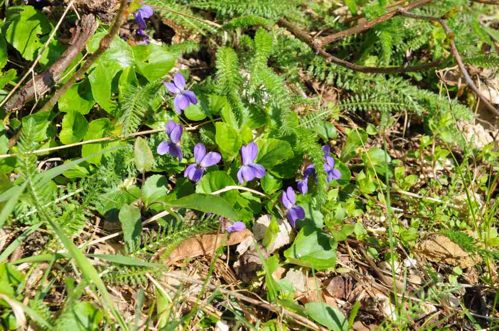 2010-04-04 Ostara im Germanengehöft Elsarn
