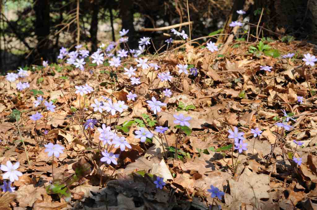 2010-04-04 Ostara im Germanengehöft Elsarn